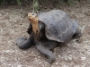 Giant tortoise