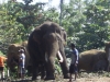 Pinnawala Elephant Orphanage, Sri Lanka