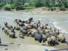 Pinnawala Elephant Orphanage, Sri Lanka