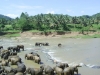 Pinnawala Elephant Orphanage, Sri Lanka