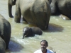 Pinnawala Elephant Orphanage, Sri Lanka