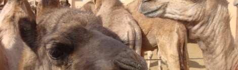 Camels at Al Ain Livestock Market, UAE