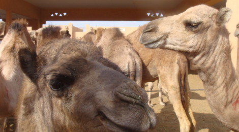 Camels at Al Ain Livestock Market, UAE