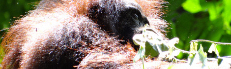 In the jungle, the mighty jungle... Spotting orangutans in the Borneo rainforest