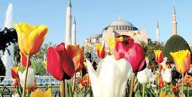 Istanbul tulips