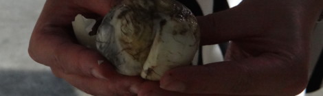 balut