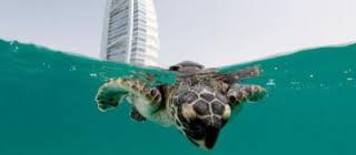 Jumeirah turtle release