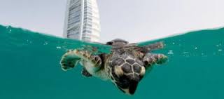 Jumeirah turtle release